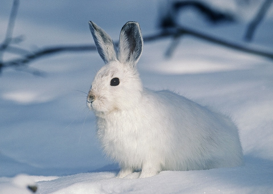 Snow Rabbit